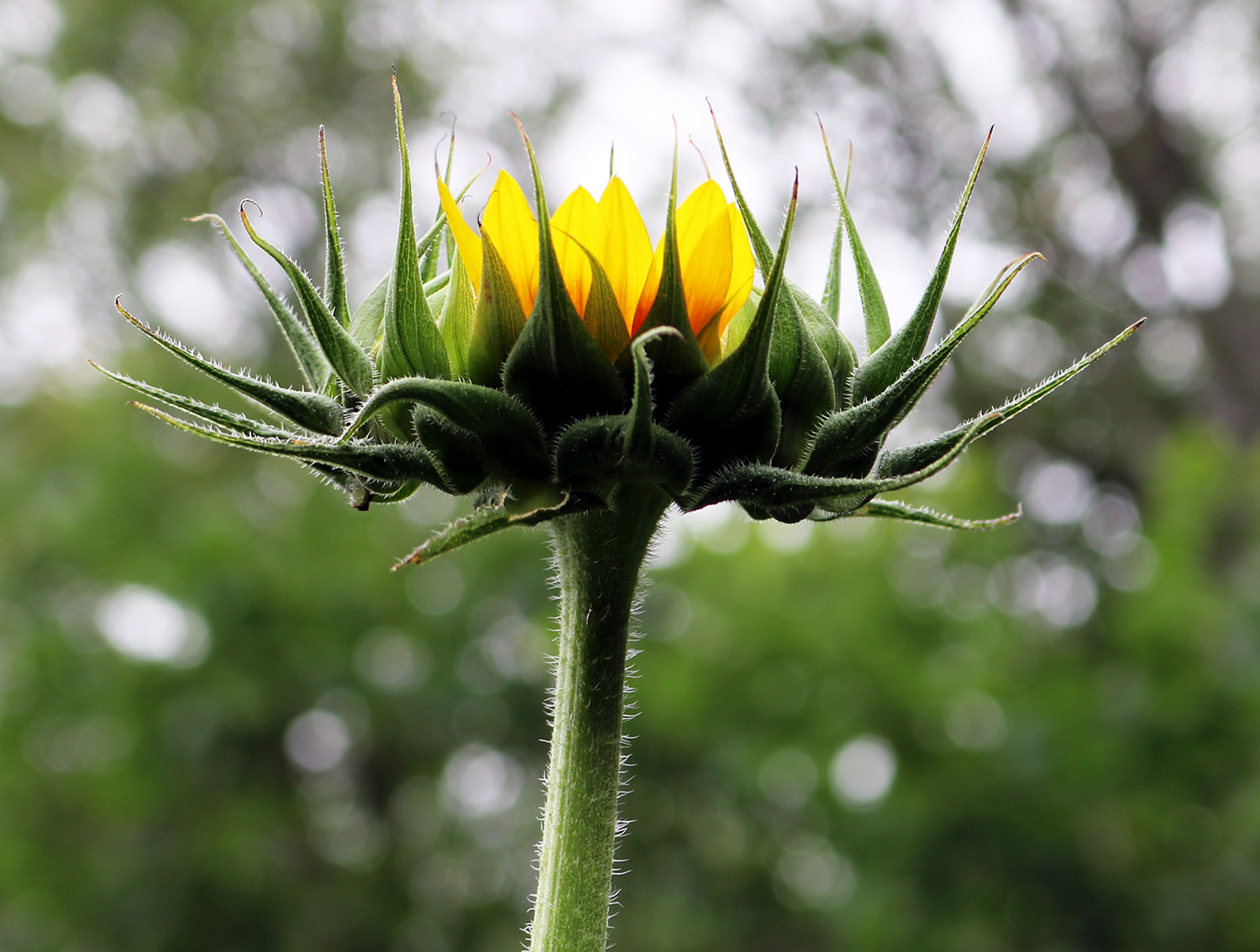 Sunflower-use.jpg
